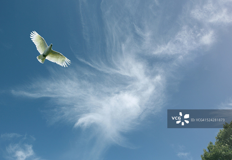 飞翔的凤头鹦鹉图片素材