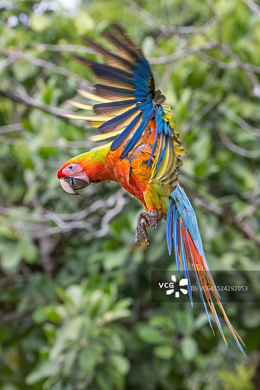 红金刚鹦鹉图片素材
