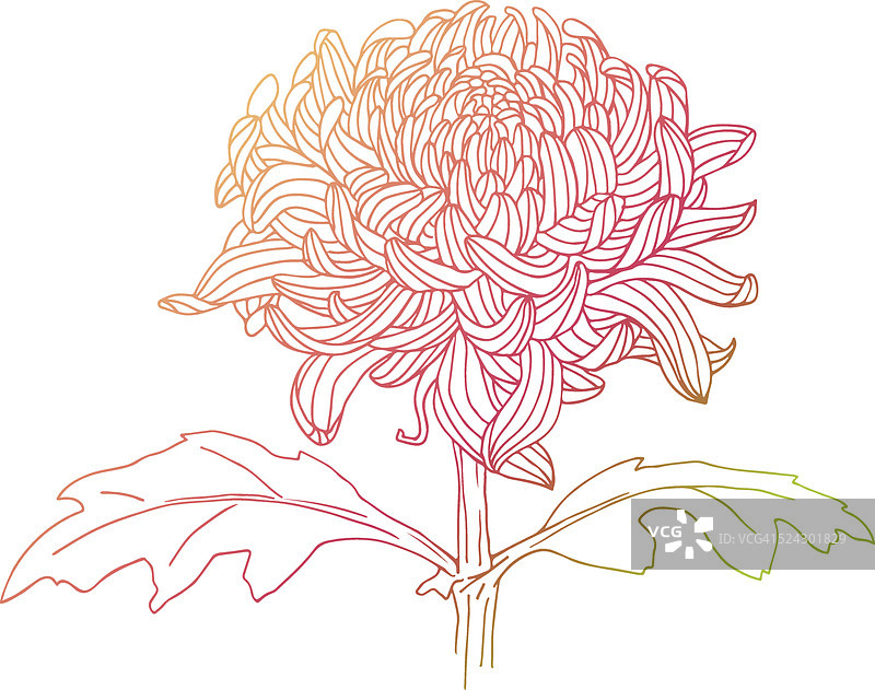 手绘菊花图片素材