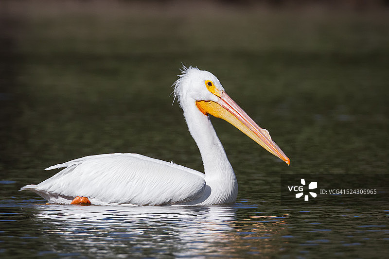 白鹈鹕图片素材