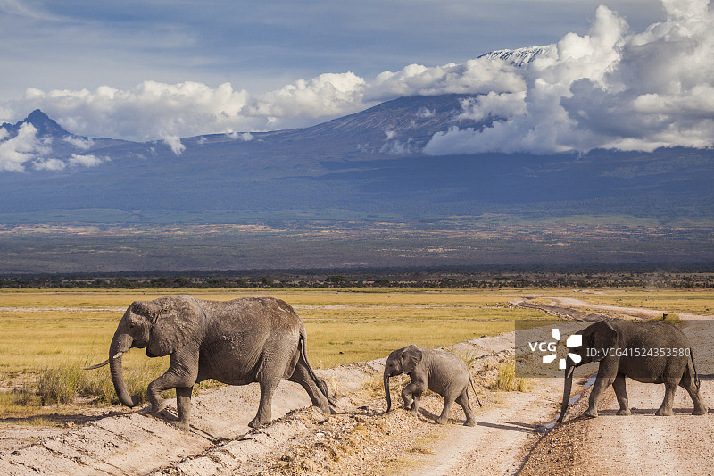 乞力马扎罗山背景下的一家大象图片素材
