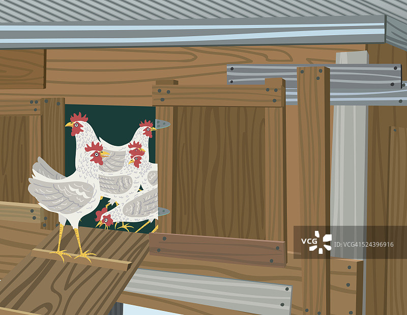 旧鸡舍门前的鸡图片素材