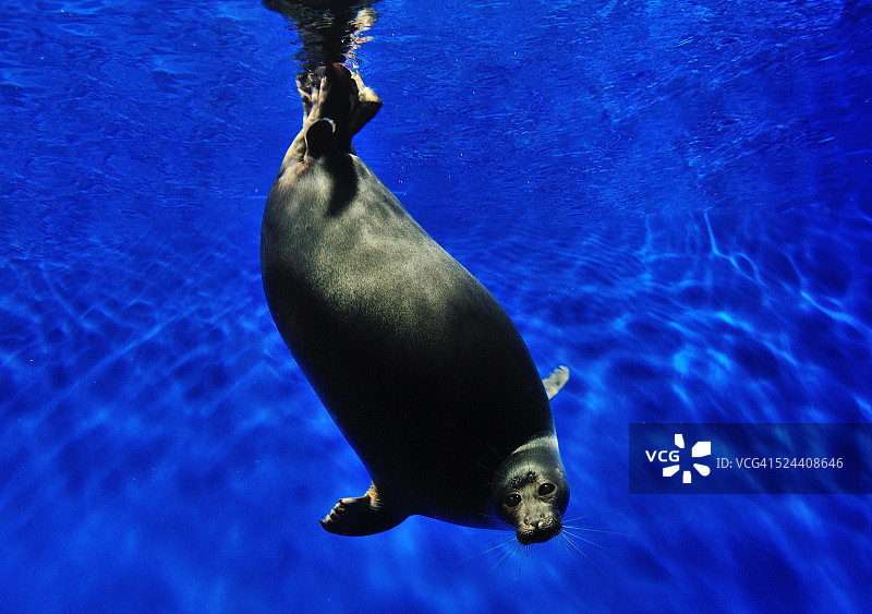 贝加尔湖的淡水海豹图片素材