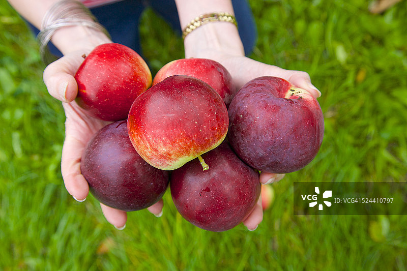 手中的帝国苹果，纽约中部图片素材