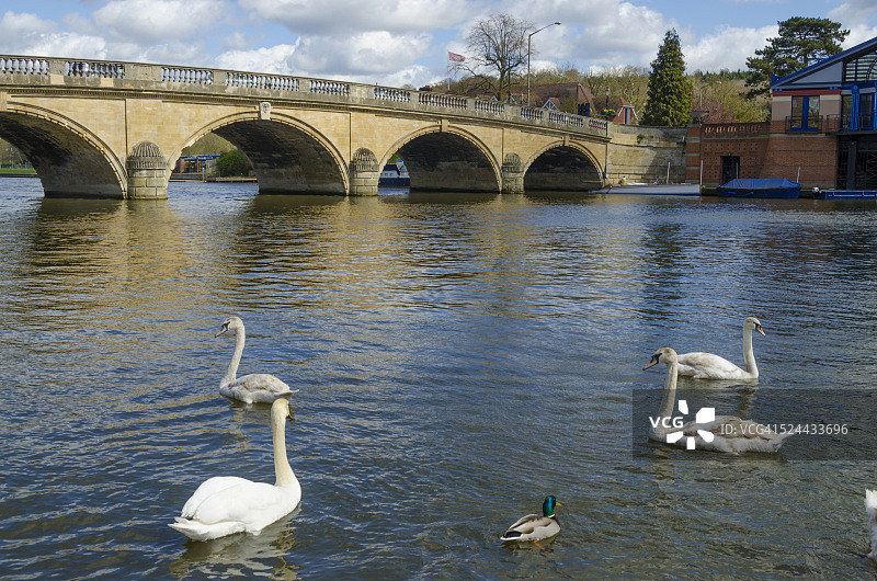 亨利的天鹅图片素材