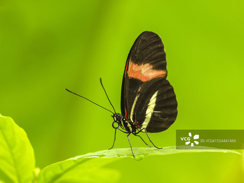 红邮递员蝴蝶图片素材