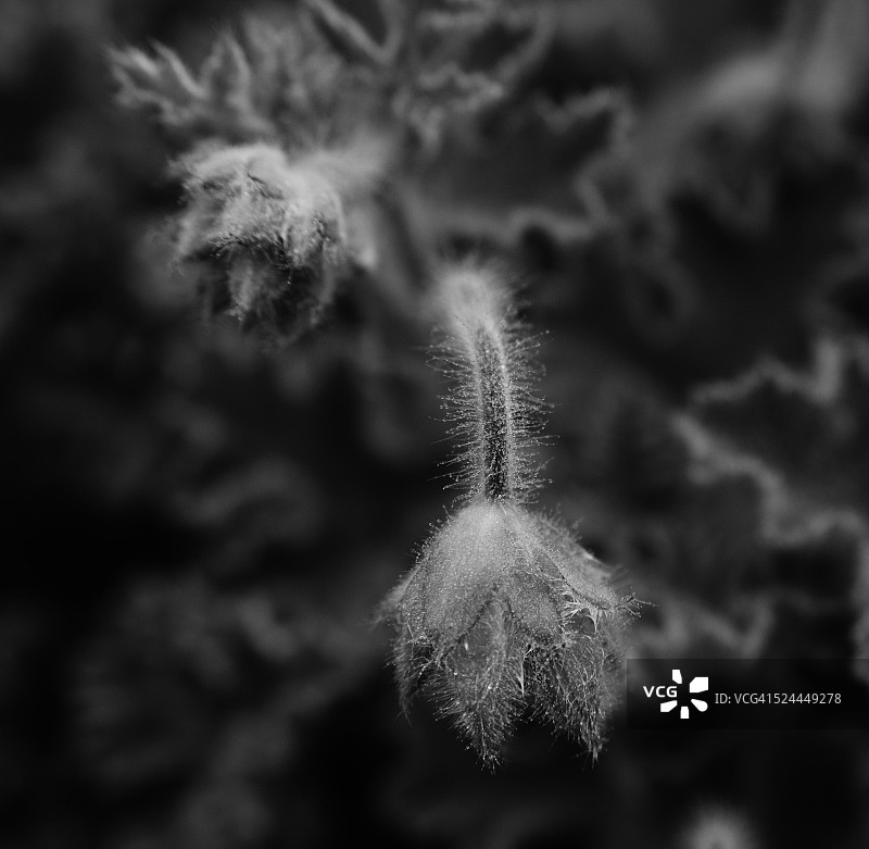 琉璃苣植物春季开花的微距照片图片素材