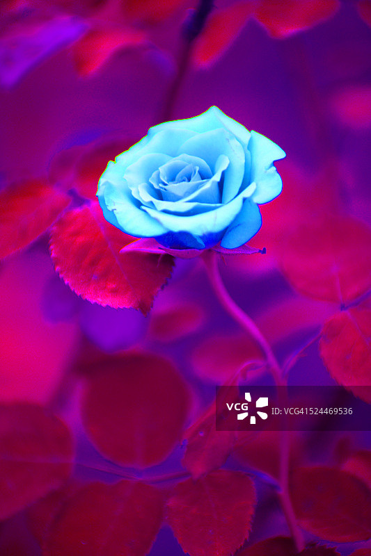 蓝玫瑰图片素材