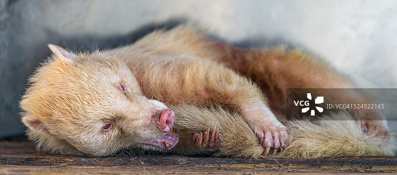 白鼻浣熊咬着自己的尾巴图片素材