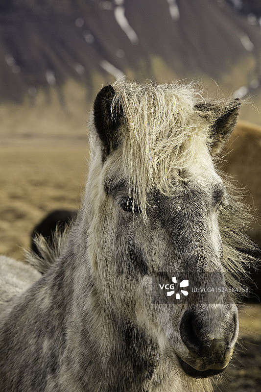灰白色冰岛马画像图片素材