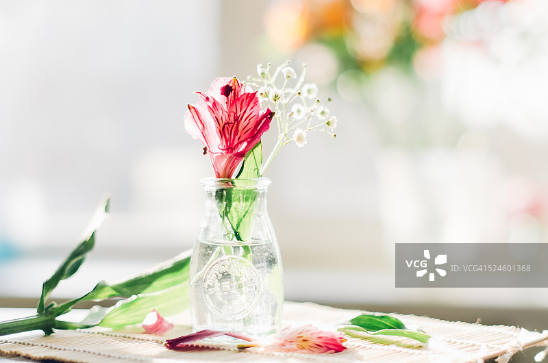 阳光明媚的家中，木质表面上纯玻璃花瓶中美丽的小束六出花图片素材