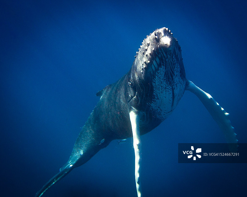 座头鲸幼崽图片素材