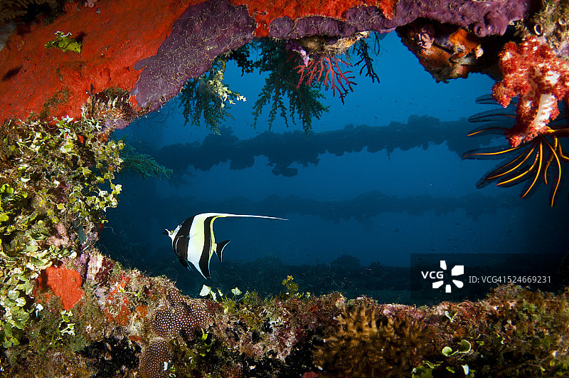 第二次世界大战沉船上的镰鱼图片素材