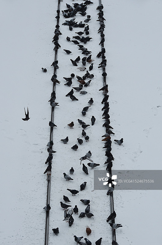 鸽子站台图片素材