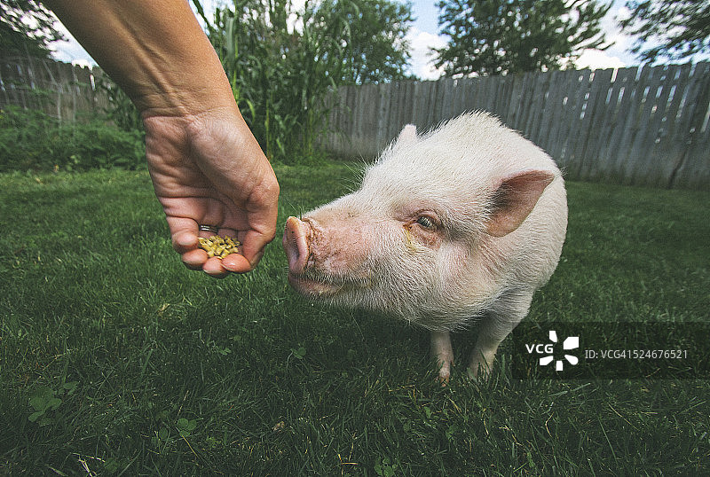 宠物大肚猪图片素材