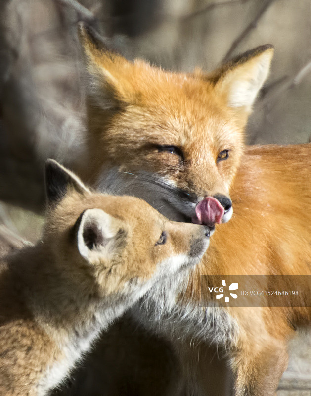 狐狸妈妈和小狐狸图片素材