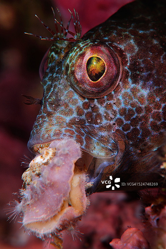 Parablennius pilicornis图片素材