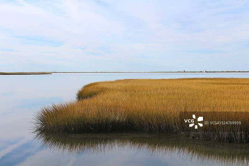阿萨蒂格海峡的沼泽草图片素材
