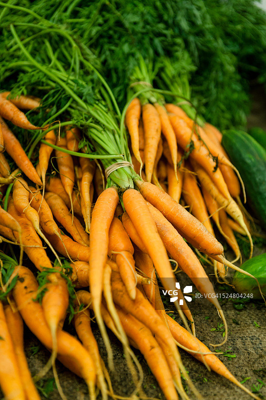 成束的新鲜胡萝卜图片素材