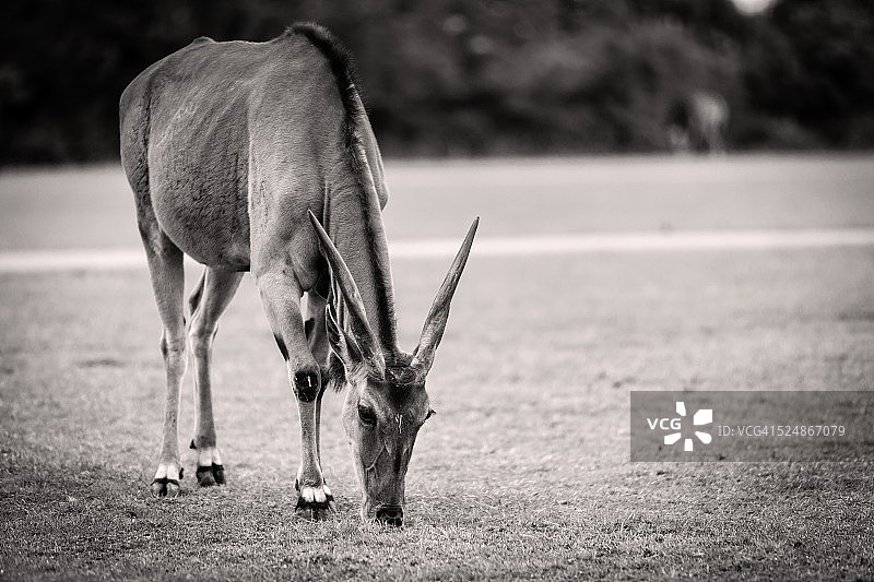 海角羚羊图片素材