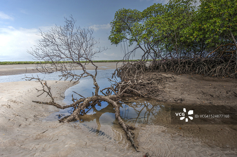 红树林图片素材