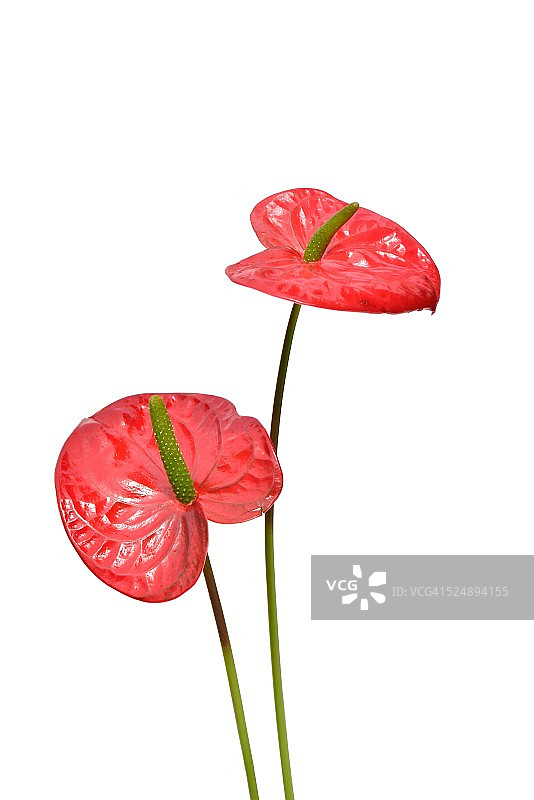 红色火鹤花图片素材