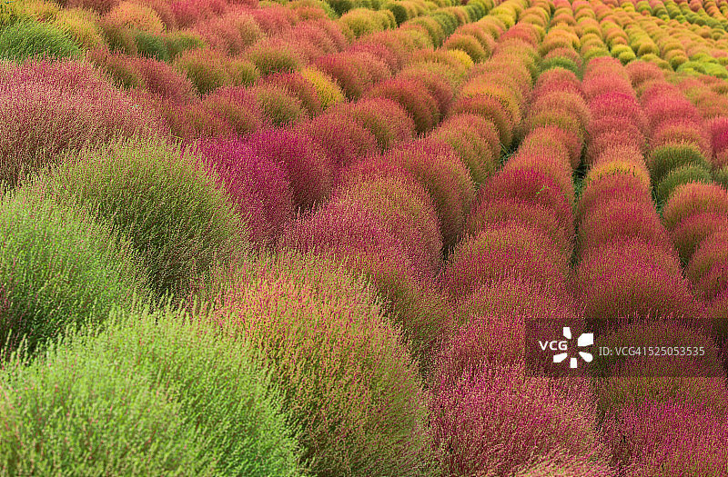 色彩斑斓的扫帚草秋景图片素材