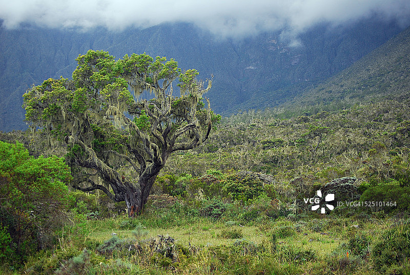 云雾森林图片素材