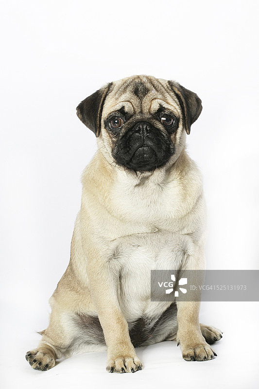 哈巴狗图片素材