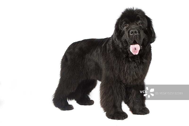 纽芬兰犬图片素材