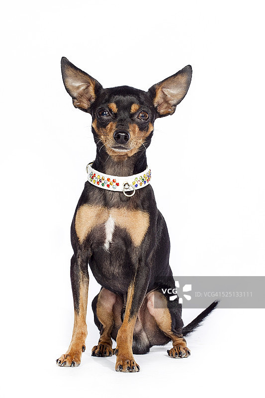 布拉格鼠犬图片素材