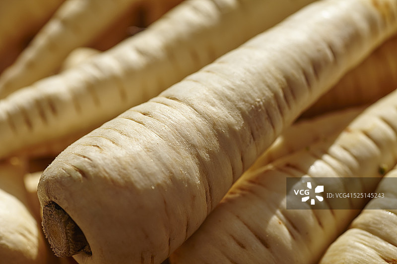 新鲜欧洲防风草图片素材