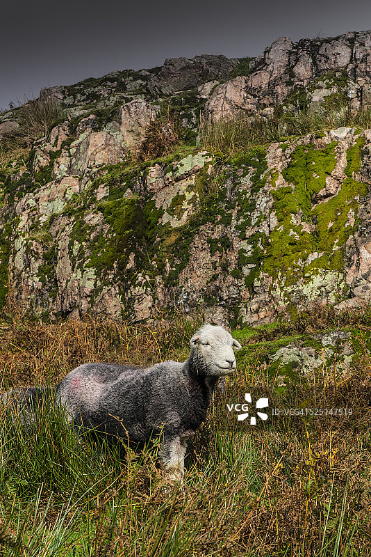 坎布里亚郡的传统赫德威克母羊图片素材