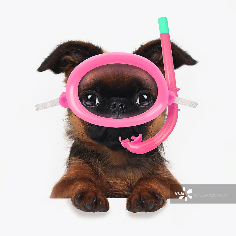 带着潜水设备的小狗图片素材