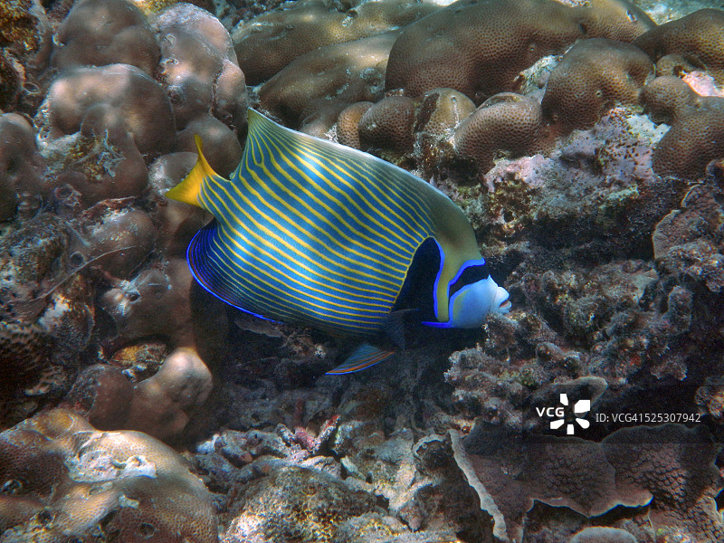 皇帝鱼，塞舌尔拉迪格岛，印度洋图片素材