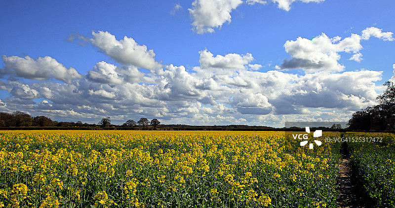 油菜籽田图片素材