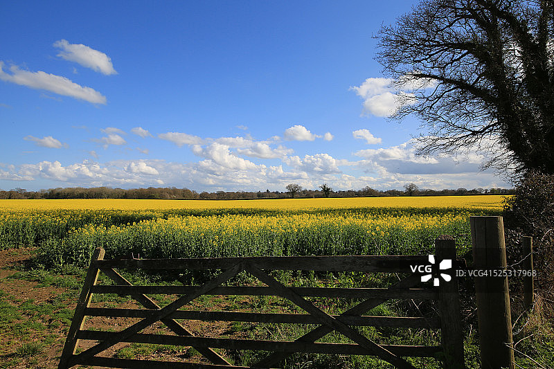 油菜籽田图片素材