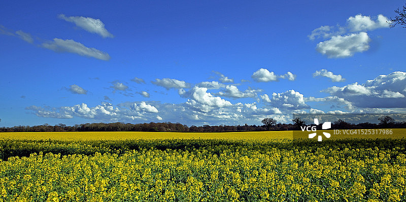 油菜籽田图片素材