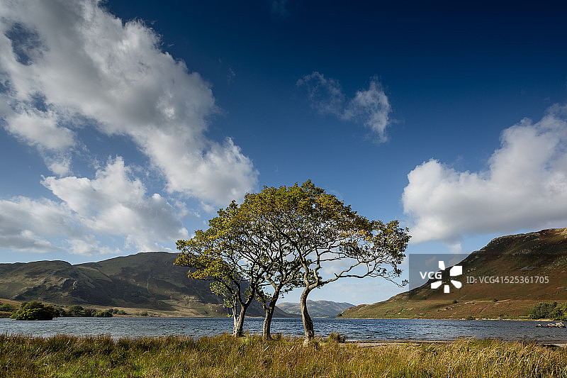 克拉莫克树木图片素材