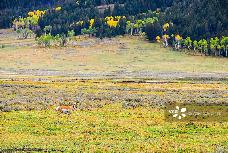 秋季的叉角羚图片素材
