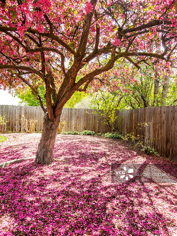 海棠花瓣覆盖树下地面图片素材