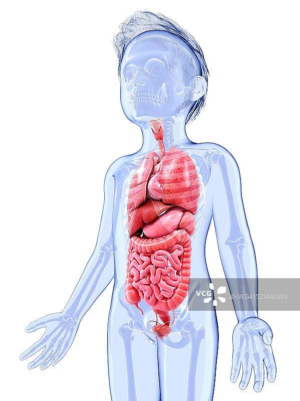 人体解剖学、艺术品图片素材