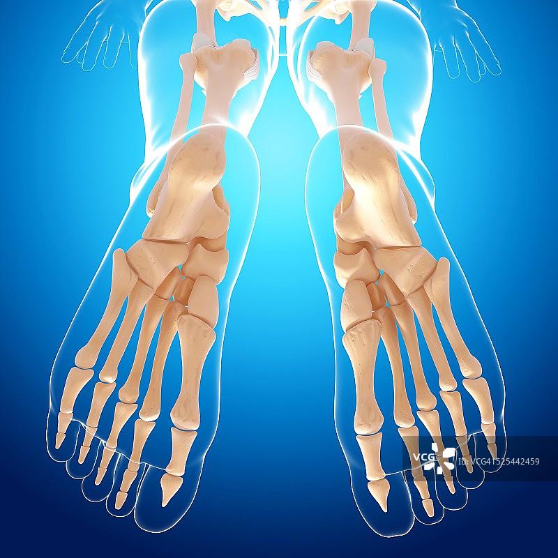 人类足骨艺术图图片素材
