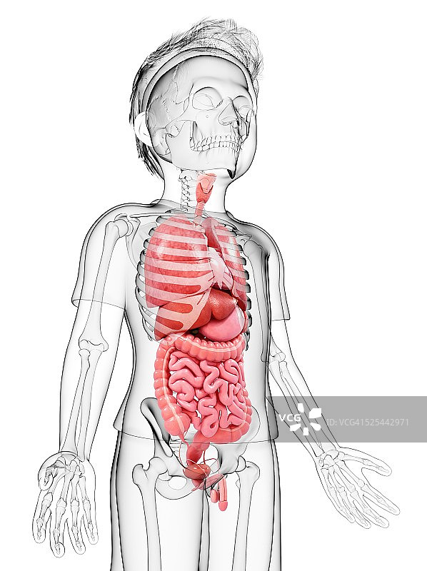 人体解剖学、艺术品图片素材