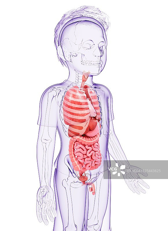 人体解剖学、艺术品图片素材