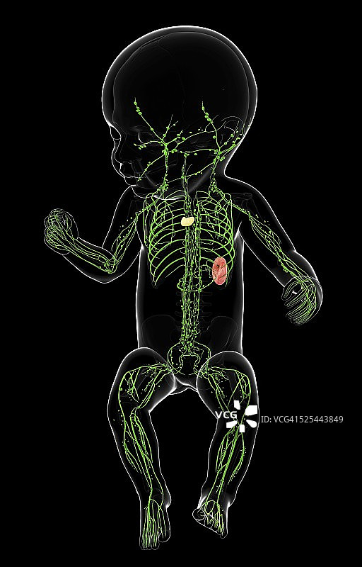 宝宝的淋巴系统，艺术作品图片素材