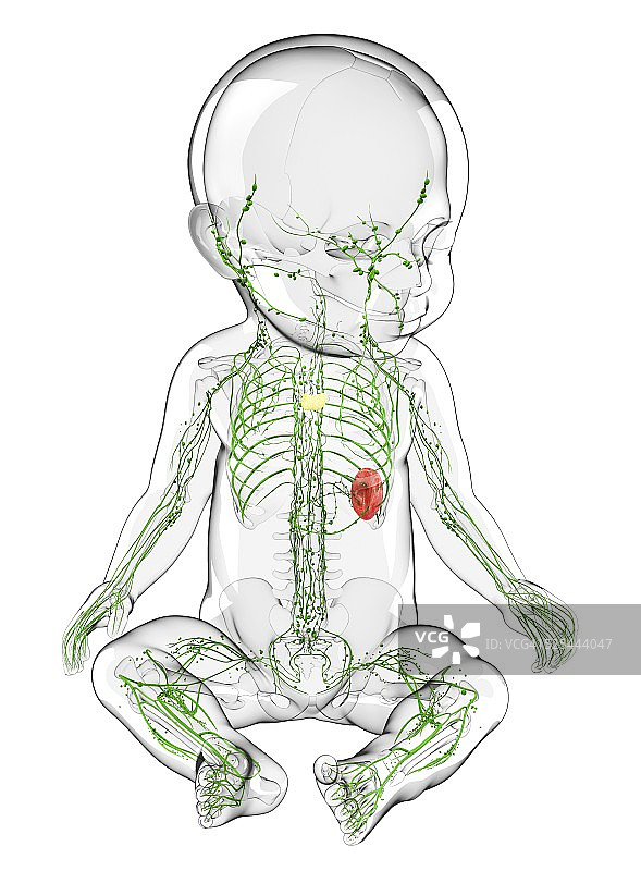 宝宝的淋巴系统，艺术作品图片素材