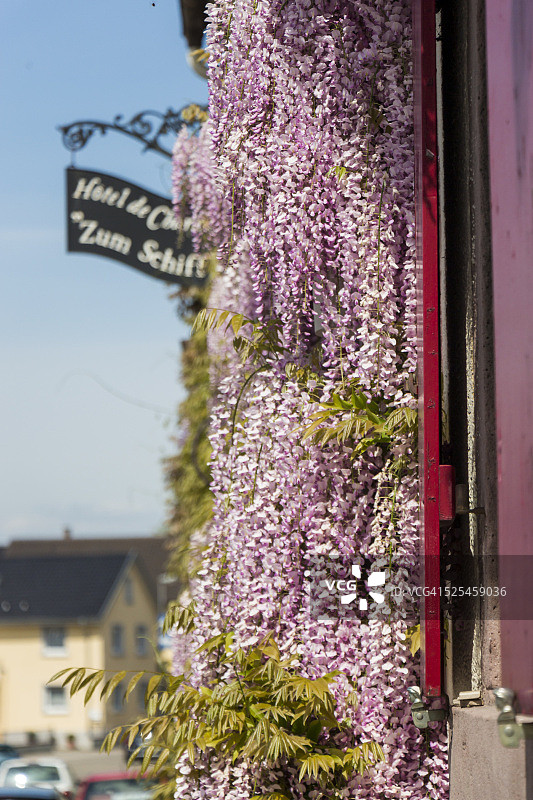 房屋立面上盛开的紫色植物花朵图片素材