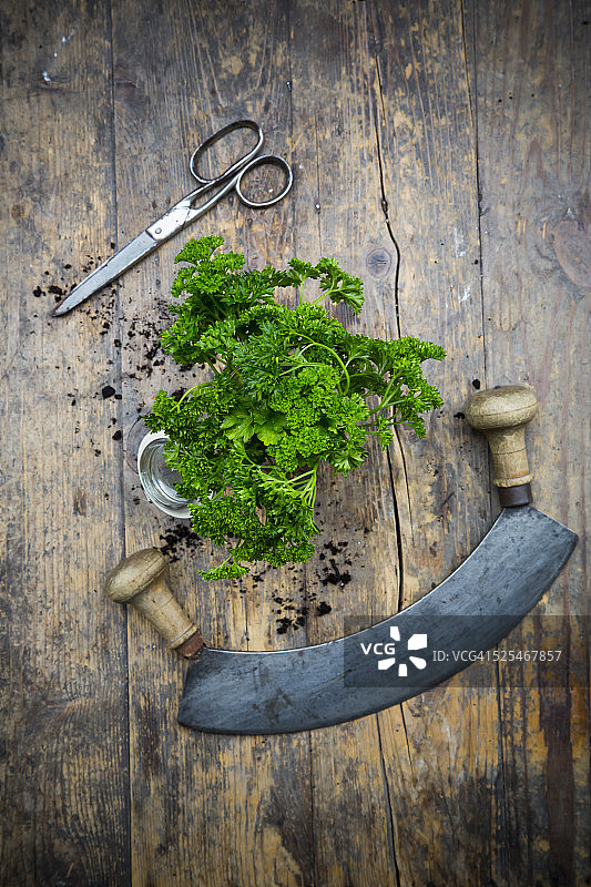 欧芹、半月形刀和剪刀图片素材