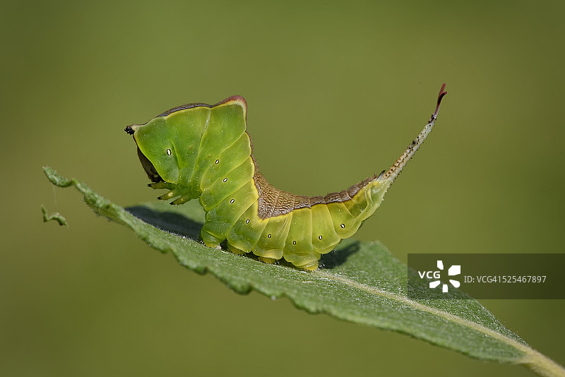 英国，猫猫虫，桦凤蛾的毛毛虫图片素材